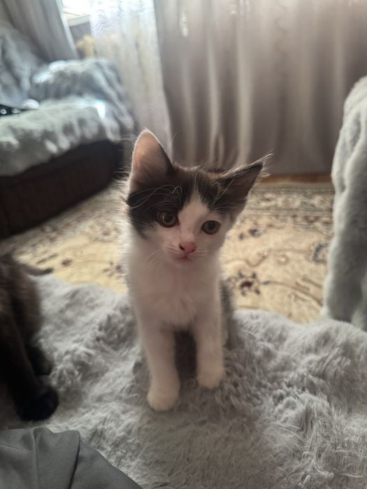 Отдам котенка в добрые руки