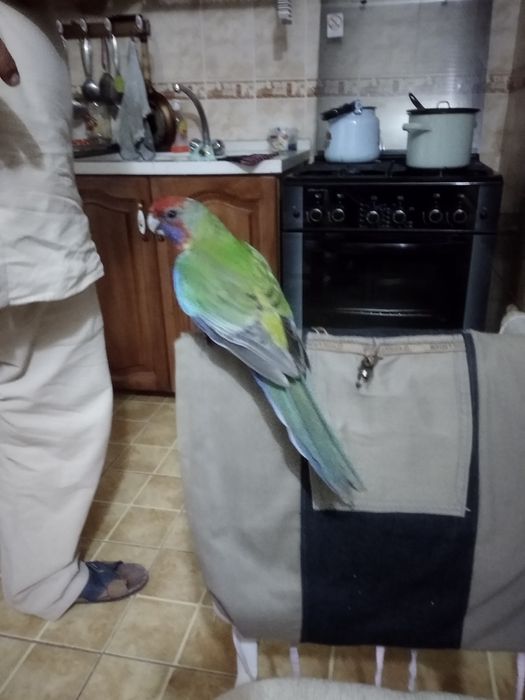 Пенантовая розелла и капелла ручные продаются