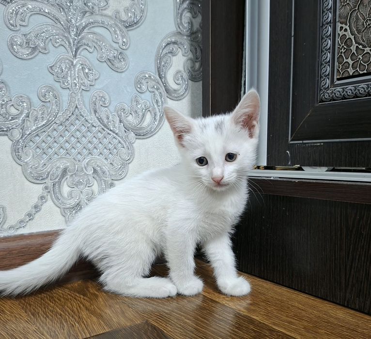 Котята хорошие руки
