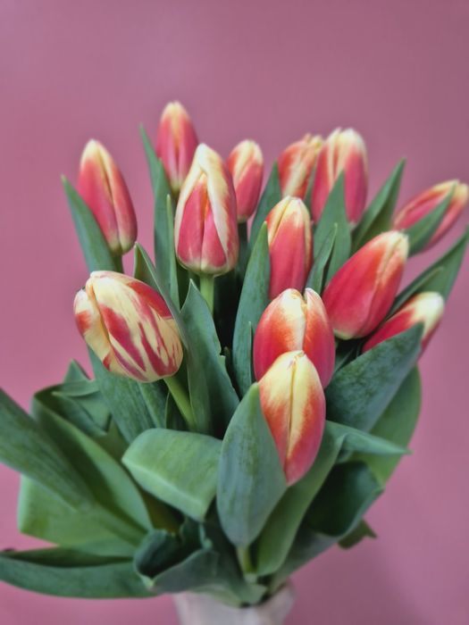 Тюльпаны Актобе!