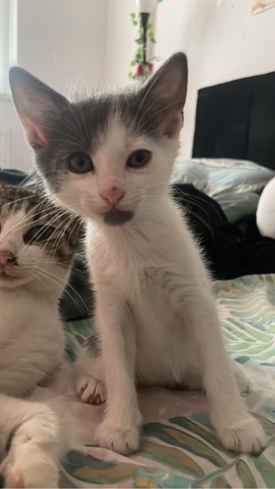 pisica spre adoptie