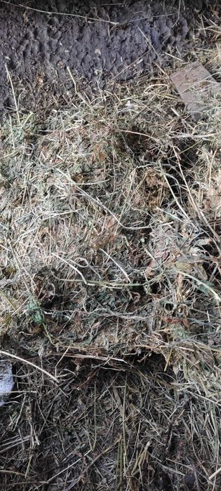 Vând baloți de lucernă mici