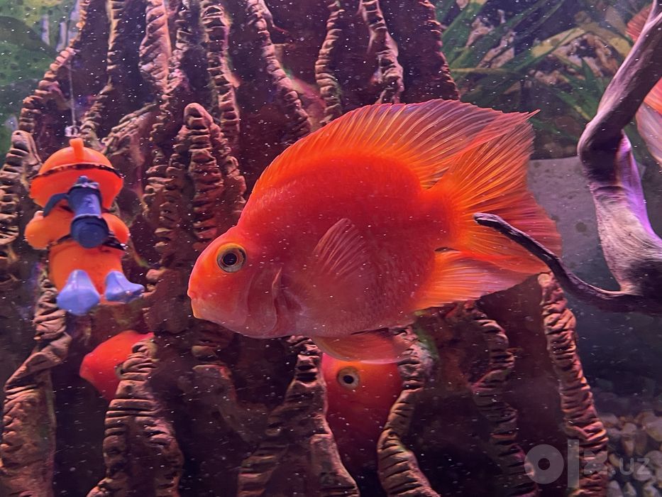 Akvarium tayyor holatda. Qo‘shimcha xarajatsiz ishlatasiz.