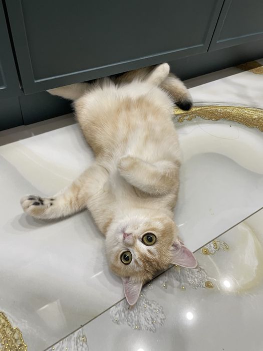 Котенка породистого прадам