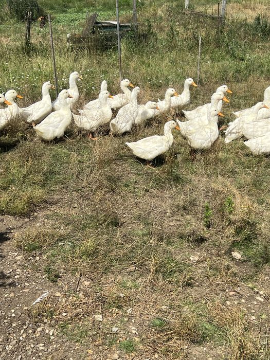 Rate Pekin de vanzare