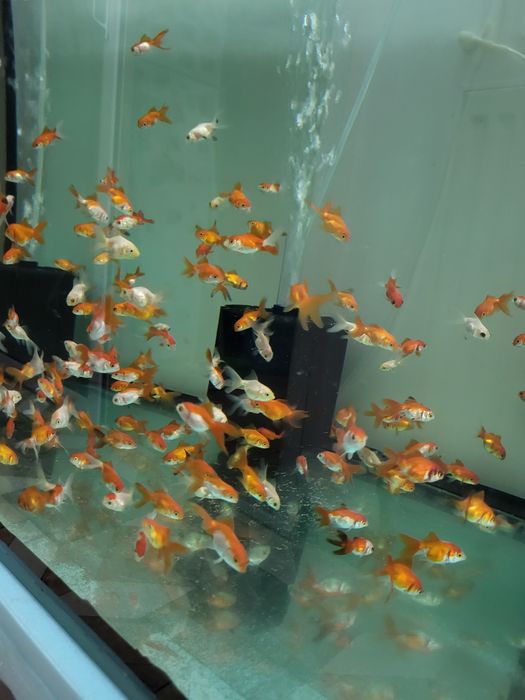 Vând carasi oranda