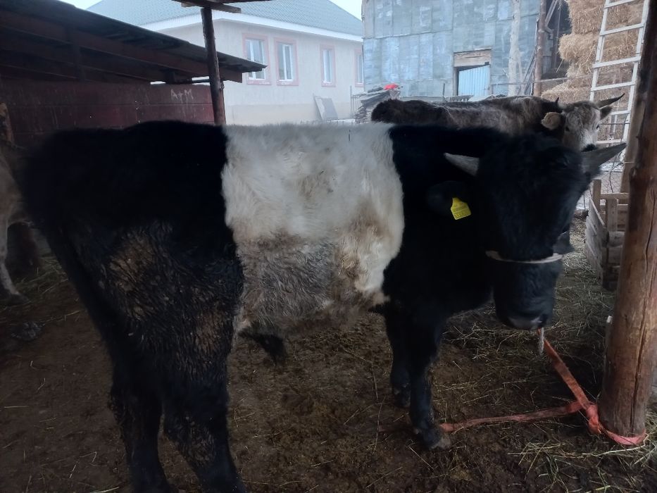 Бұқалар откорм 4 бас