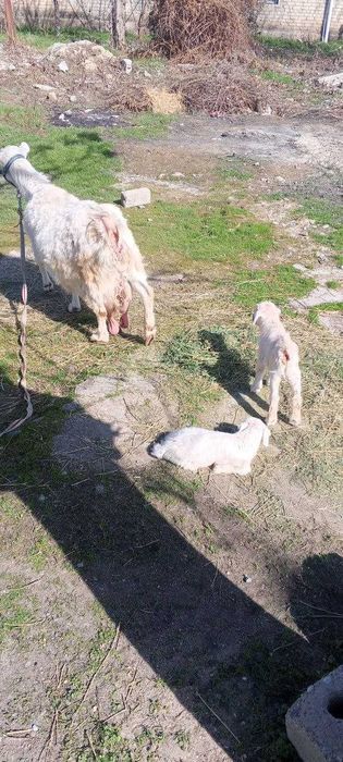 Чет элдан келтирилган ноёб эчкилар
