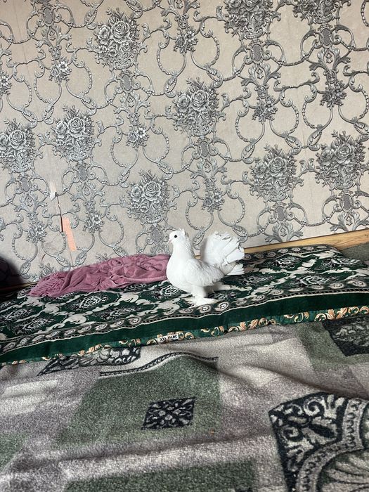 Голуби павлин 20