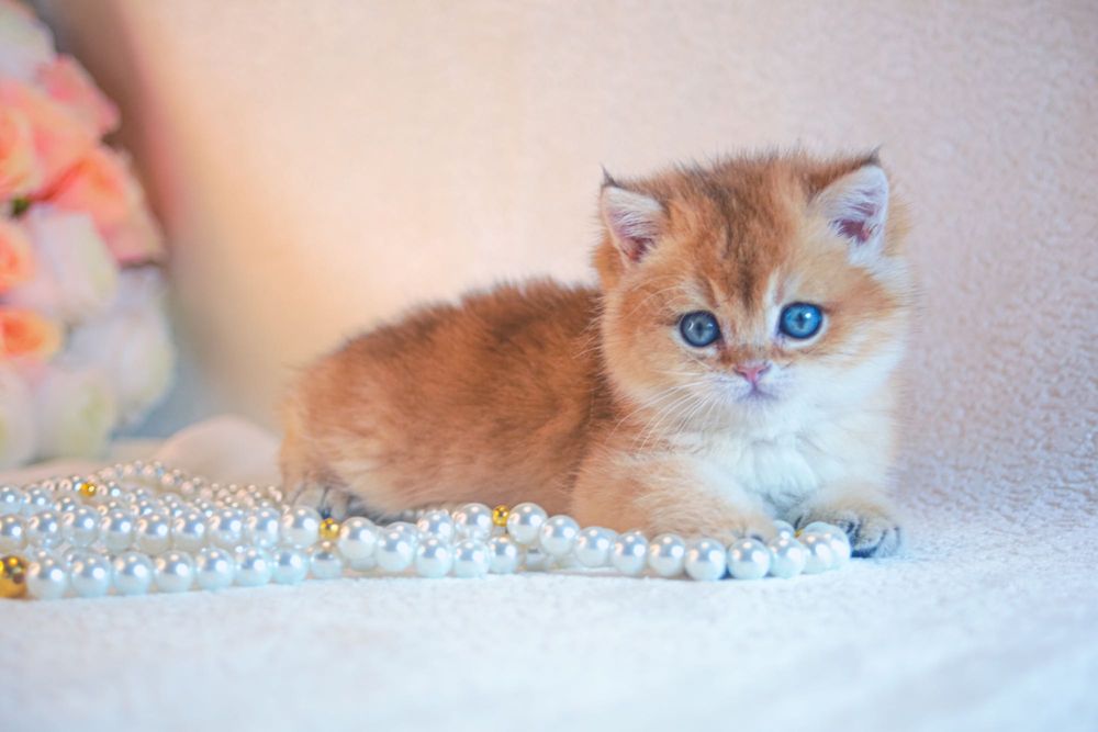 Британская  золотая шиншилла. С родословной и прививками!