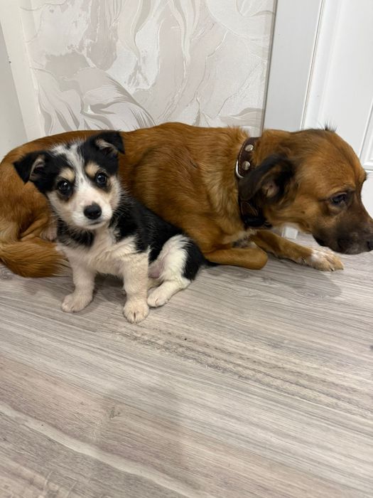 Щенок домашний, девочка в добрые руки