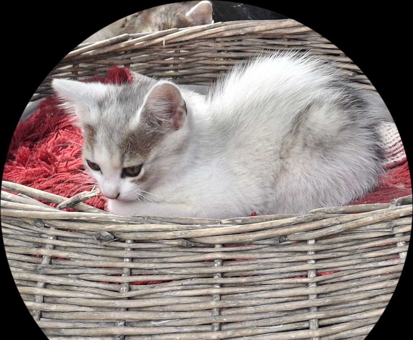 Pisicute pentru adoptie