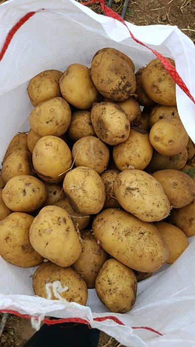 Продается картошка домашняя