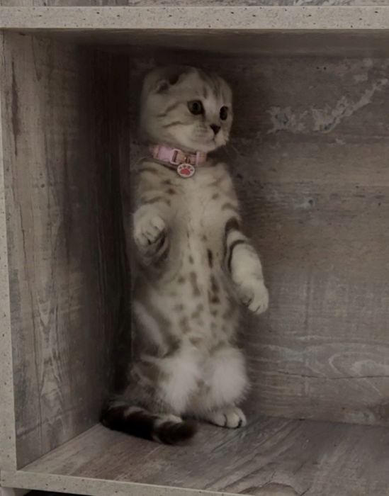 шотландский вислоухий