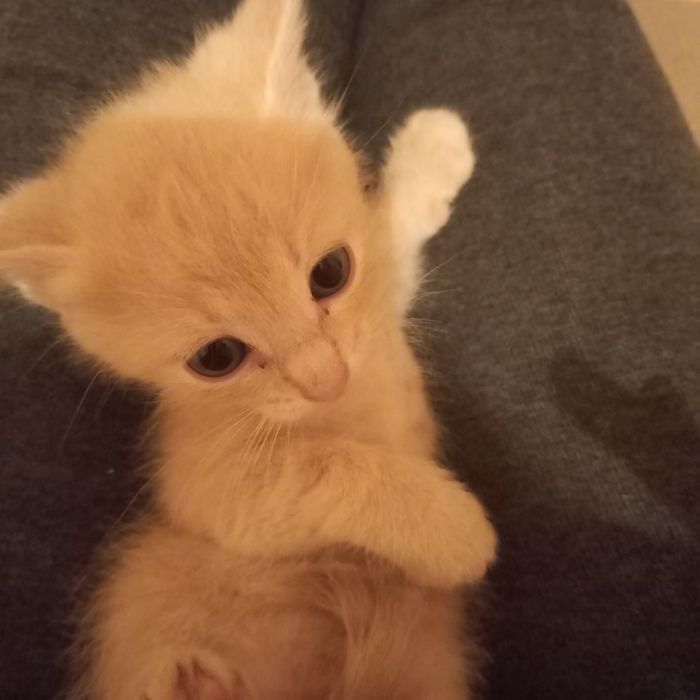 Котёнок мальчик 1 мес 1 нед