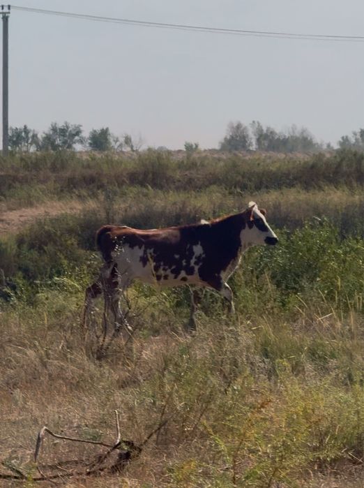 Продам телка 1.5 годик