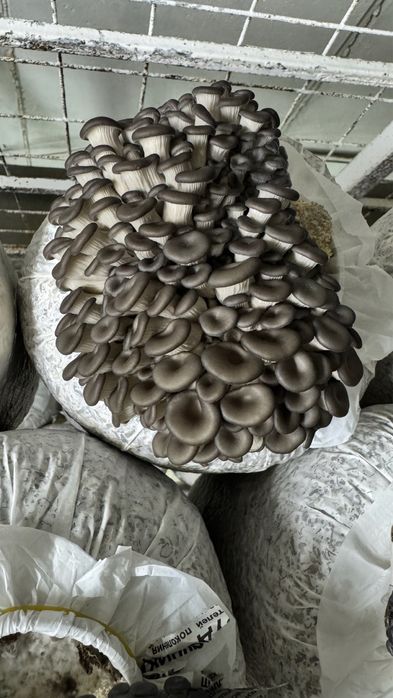 Продам Грибной бизнес