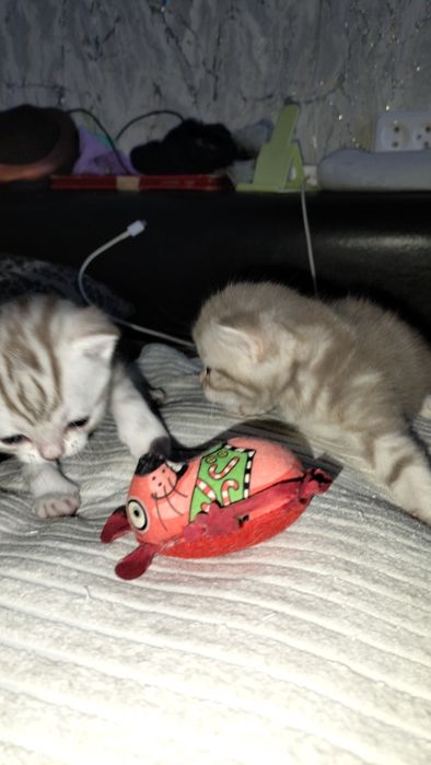 шотландские котята