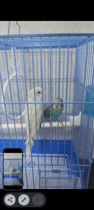 Волныйстый попугай 2 шт