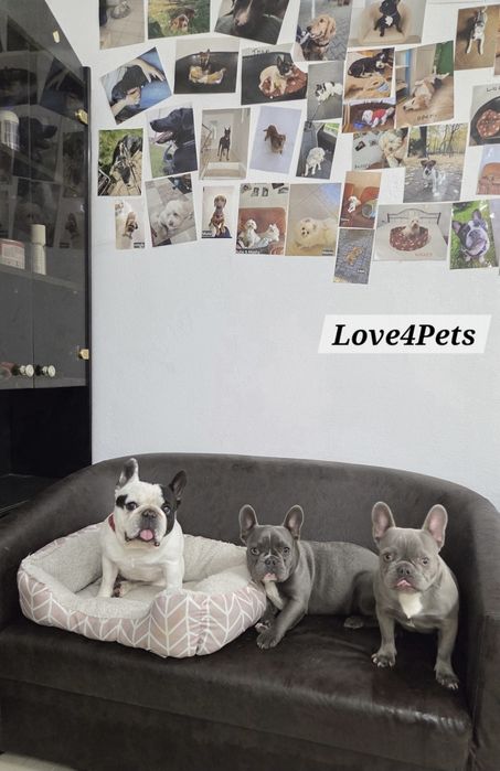 Cazare caini/ Pensiune canina/ Pet Sitter/ Pet Hotel/ Love4Pets