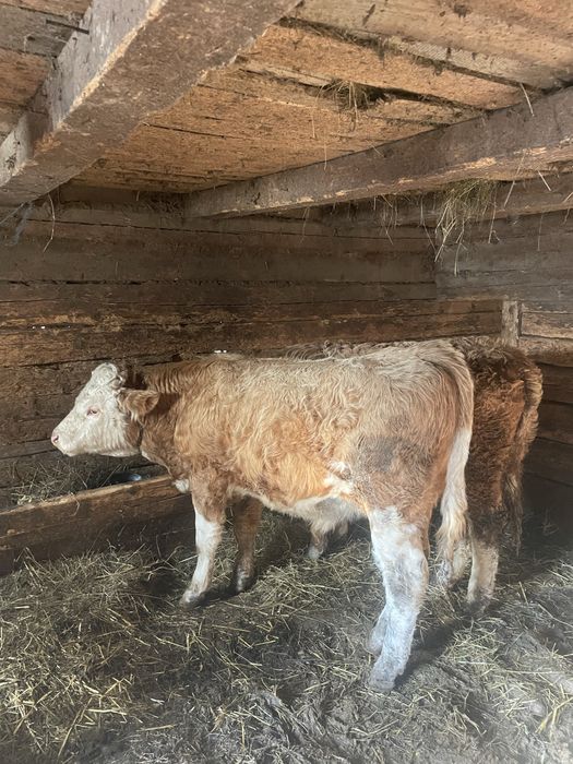 De vanzare 2 taurasi