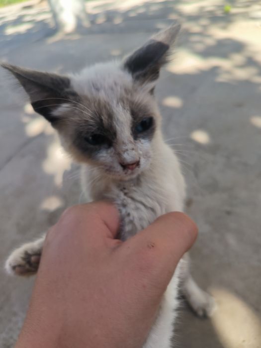 Отдам хорошие руки, коты