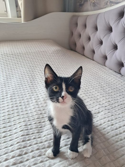 Отдам котенка...