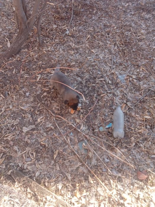 Отдам        щенят