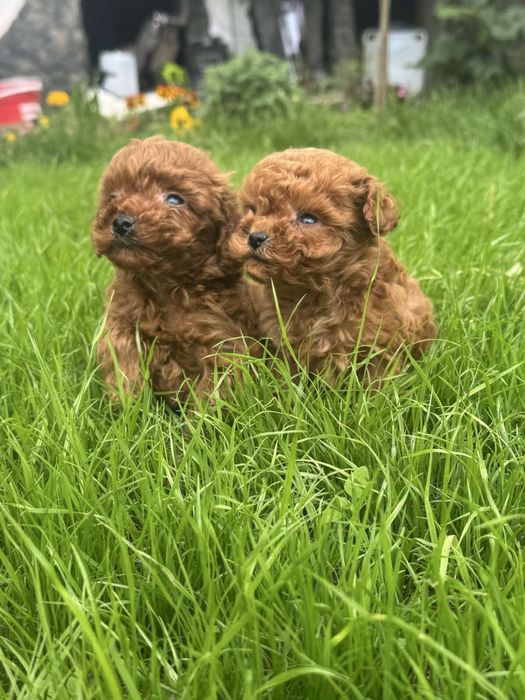 Пудел Той/Poodle Toy