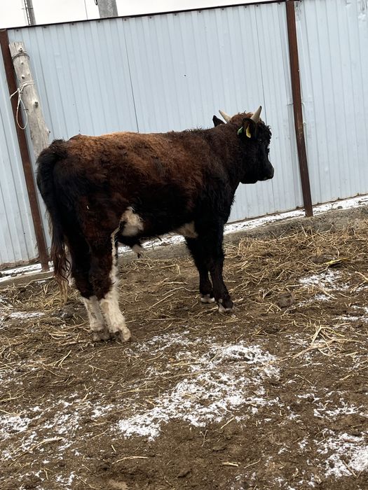 Семіз еркек баспак