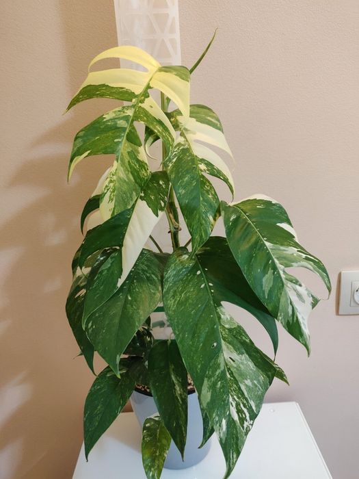 Эпипремнум Пиннатум