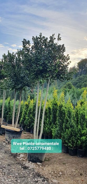 Tuia leylandii gard viu/ brazii argintii/verzi  Tuia smarald 1m-4m Etc