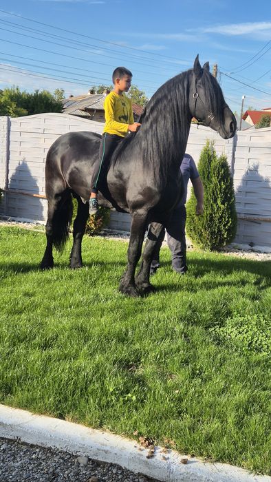 Disponibili cai si ponei pt hipoterapie echitatie si turism ecvestru