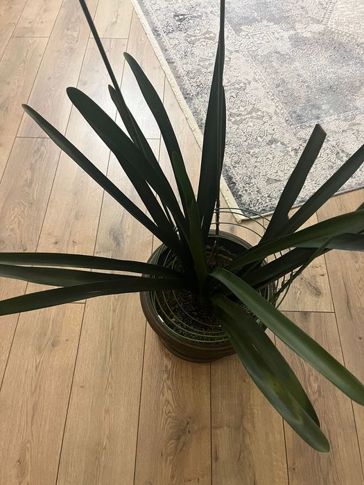 Цветы в хорошем состоянии