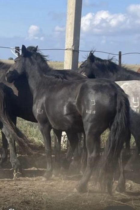 Құлынды биелер сатылады