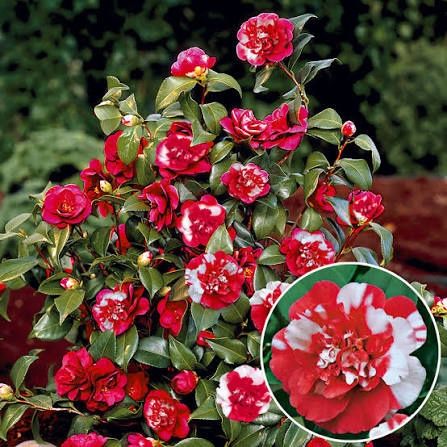 Camelie diverse culori