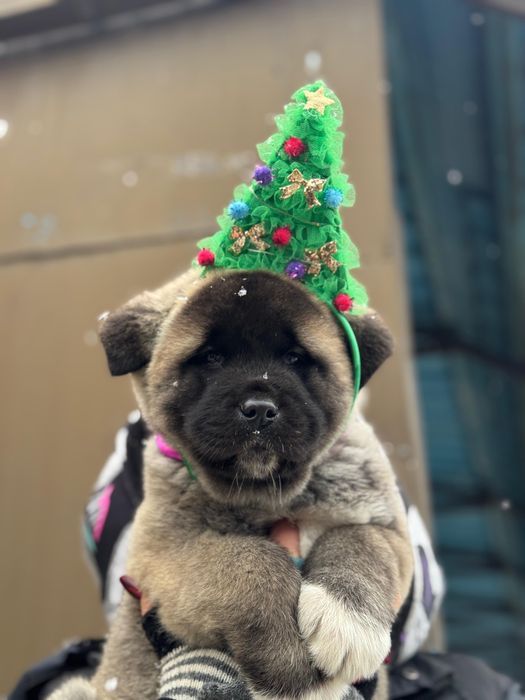 Щенки Американской Акиты