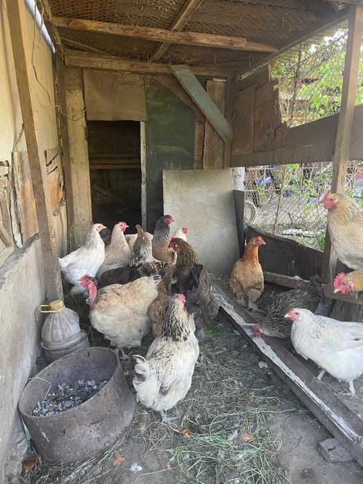 Продам кур и петухов