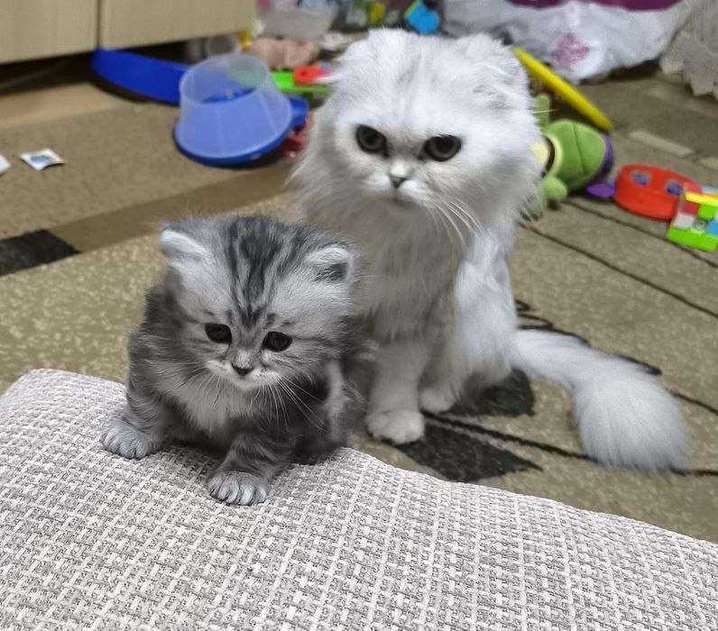 Продам маленьких котят