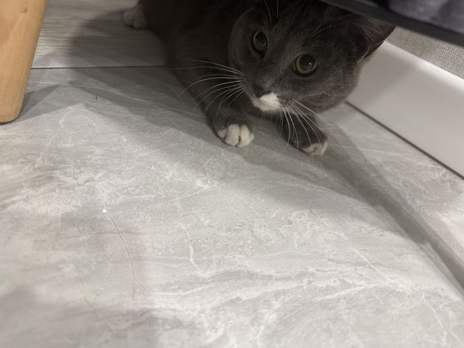 Заберите котика в добрые руки