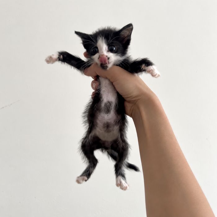 Котенок Моторист ищет семью