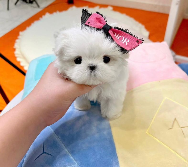 Bichon Maltez Mini Toy