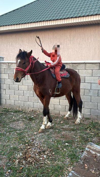 Жеребец Айгыр 2021