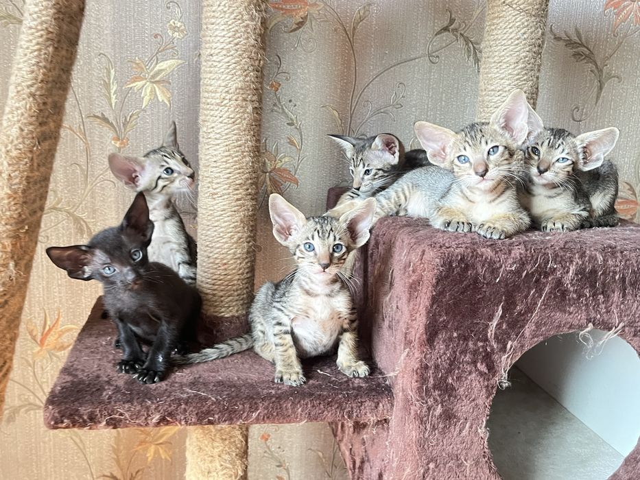 Ориентальнын котятя