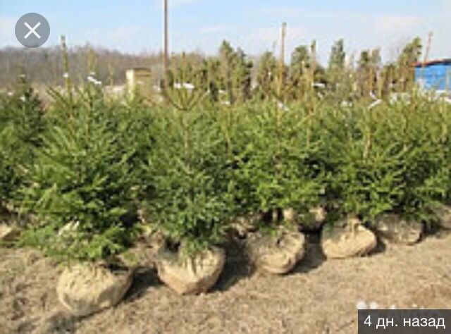 Саженцы сосны Астана