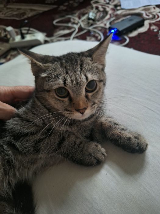 Скотиш страй шиншила болачаси.