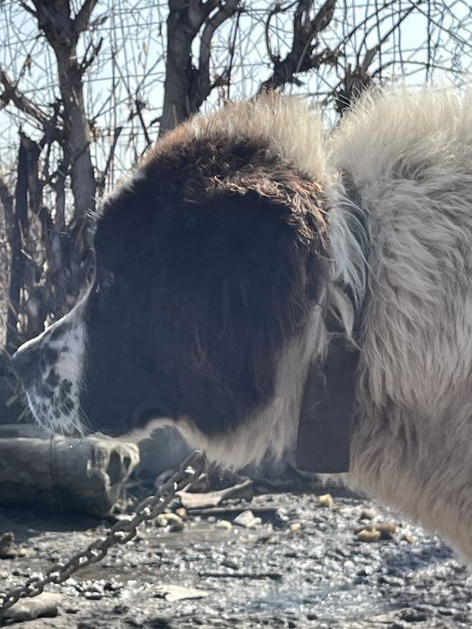 Казаки тобет сатылады