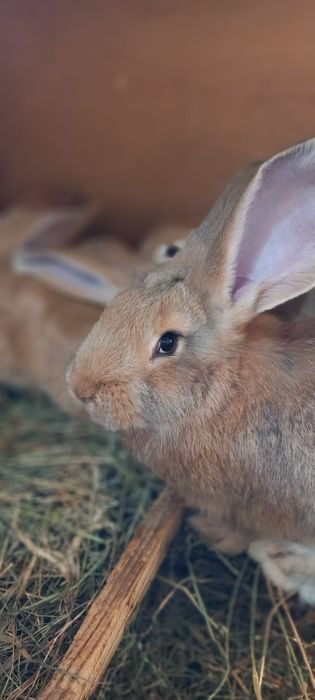 Iepuri urias german galben