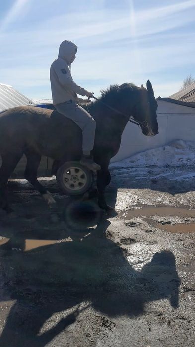 Продам француского рысака