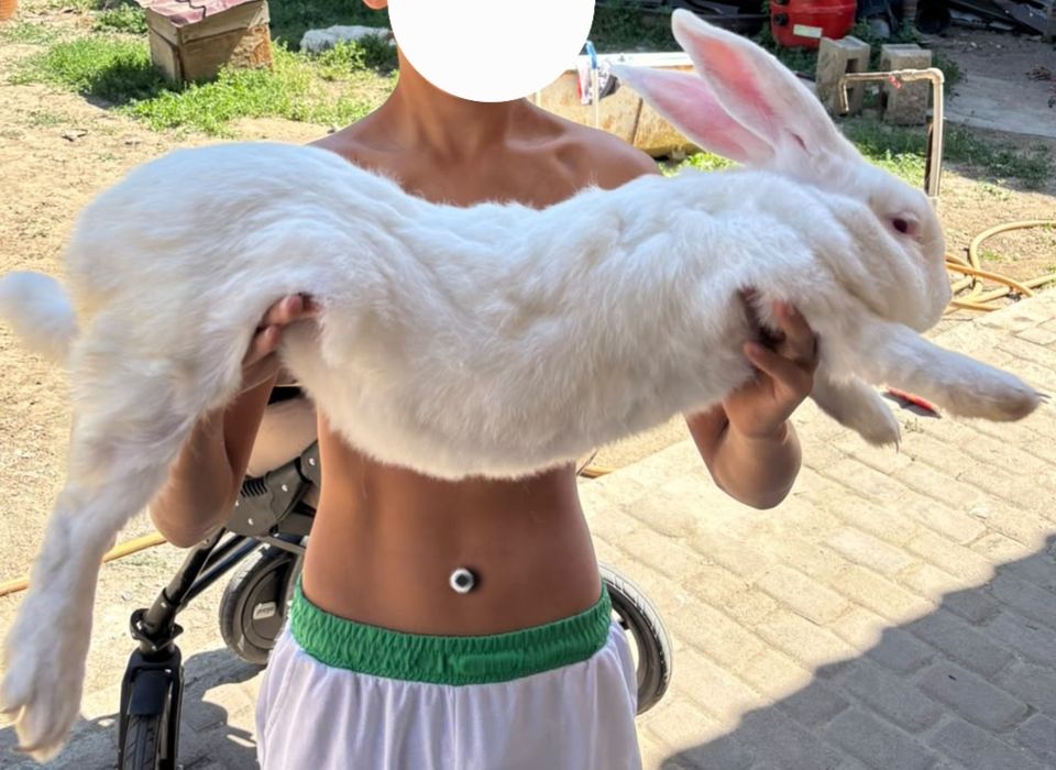 Кролик .коян сатылады багасы 15000